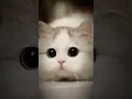 Download Lagu kucing lucu ✨✨🥰🤗(DJ apaci apacu) #kucinglucu #jedagjedug #short