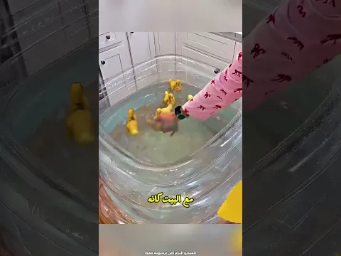 كتاكيت عايشين حياة رفاهية خالص 😂❤️