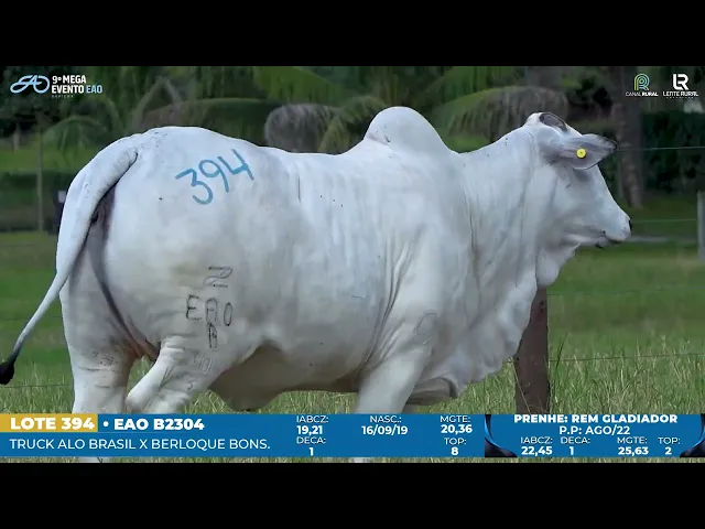 Matriz Nelore EAO-B2304