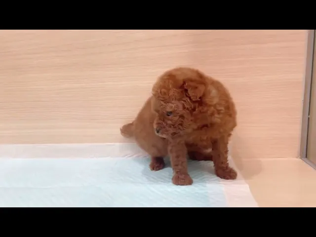 動画