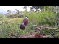 Download Lagu Suara burung kutilang keras memanggil...yang liar pada kumpul