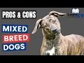 MIXED BREED DOGS - Pros and Cons about mixed breed dogs
