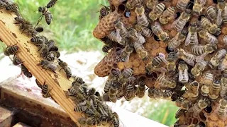 اسهل طريقة لانتاج الملكات طريقة الهرم 