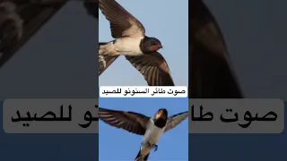 صوت طائر السنونو للصيد Swallow Bird Sound Rayan Hunter Bird Birdsounds 