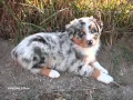 Australian Shepherd Red Merle Collection Of Pictures Australian Shepherd Red Merle Dogs