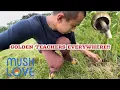 GOLDEN TEACHERS GOOD DAY MUSHROOM HUNTIN