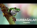 Download Lagu Kurbağalar - Hayvanlar Alemi - Belgesel #belgesel