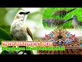 Download Lagu Suara Trucuk Dan Perkutut Dipadukan Dengan Musik Rindik Bali Bikin Tenang