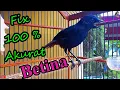 Download Lagu Ciung Batu Paruh Hitam Betina Gacor