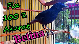 Download Ciung Batu Paruh Hitam Betina Gacor MP3