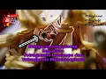 Download Lagu #kelulut Bunga Jantung Pisang kesukaan Tetragonula laeviceps dan Tetragonula Melanocephala