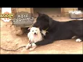 Download Lagu Parent dogs looking after a stranger puppy like their own darling baby