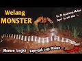 Lagu PENANGKAPAN ULAR WELANG RAKSASA RASA KING KOROS! ULAR WELANG TERBESAR DAN TERPANJANG! 2026