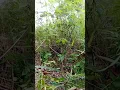 Download Lagu pikat burung kaso-kaso