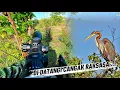 Download Lagu BERBURU PUNAI BONUS CANGAK RAKSASA‼️