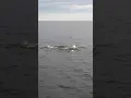 dolphins in gulf of Maine