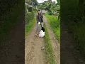Pisang