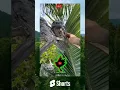 Download Lagu burung ini berkepala seperti kodok? burung Cabak iblis