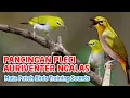 Download Lagu Mata Puteh Bird Singing Buka Long to Training Sound