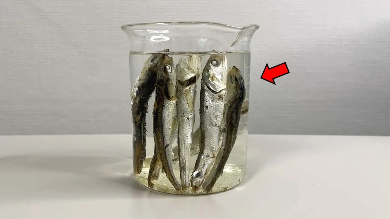 (충격주의) 해산물 속 미세플라스틱 직접 보여드립니다 ㄷㄷ
