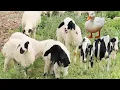 Lagu Hewan Ternak di Alam Pedesaan , Sapi  , Anak Kambing Lucu , Suara Bebek , Binatang