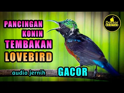 Download MP3 PANCINGAN KONIN TEMBAKAN LOVEBIRD GACOR FULL ISIAN COCOK UNTUK MASTERAN KOLIBRI BAHAN IJOAN/TROTOL