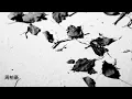 周柏豪Pakho - 錯配 (Official Lyric Video)