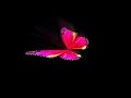 Download Lagu Tampilan terbang kupu-kupu 3D holografik 🦋 Selamat pagi 🌞 #terbangkupu #migrasikupu