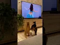 Lagu cat Tum donon Mera dance Dekho 😂#cat #shorts