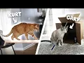 I tested my spoiled indoor cats survival instincts
