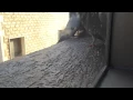 THE BIRD WITH NO LEGS MUST SEE
