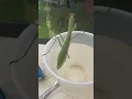Checking Praying Mantis For A Parasite