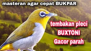 Download Masteran Pleci Buxtoni Agar Nembak ngalas Panjang Gacor Parah MP3