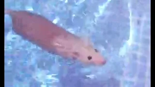 Life Could Be A Dream Horizontally Spinning Rat 