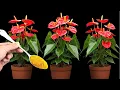Just Sprinkle 1 Spoon It Causes Anthuriums to Grow Fast and Bloom Out of Control