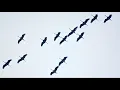 Dhafer Youssef - Birds Canticum Birds Requiem Suite (Tribu Oro Edit)