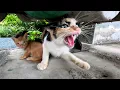 Download Lagu From Heartbreak to Hope: A Mama Cat Who Lost Her Kittens Now Fights to Protect Her New Family.