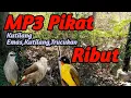 Download Lagu Ini Dia,Kutilang Emas Ribut Kombinasi Kutilang Jambul Vs Trucukan | Suara Pikat Burung Besar Ribut