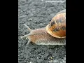 Lagu Beautiful Snail, Snail, Mollusk, Shell video, Entertainment Video