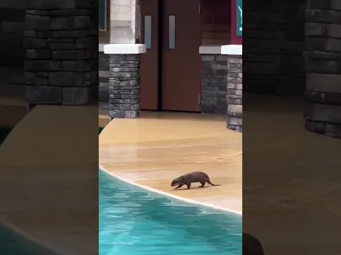 Uma garota jogou lixo na piscina… mas uma lontra fez algo inacreditável 😳🦦#shorts