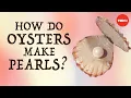 How do oysters make pearls - Rob Ulrich