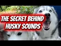 The Secret Behind Husky Vocalizations Why Huskies Are the Most Dramatic Dogs