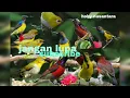 Download Lagu suara burung burcil anti galau sekali play langsung bikin penasaran semua burung @hobynusantara5159