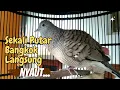 Download Lagu BIKIN NYAUT PERKUTUT BANGKOK