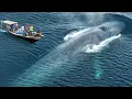 Download Lagu Ikan Ikan Terbesar di Dunia Penguasa Lautan Dalam