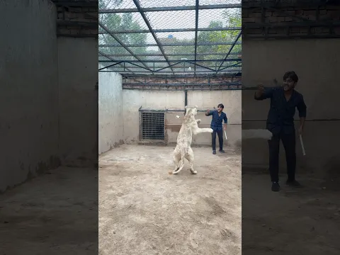Lion aggressive jump😱#lion #lionhub #shorts