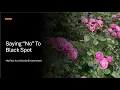 My Top Roses by Color for Humid environments Zone 8a