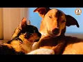 Download Lagu Een dove kat. Een gebroken hond. De ongelooflijke band die hen beiden redde.