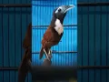 Download Lagu Tepus leher putih gacor#burung