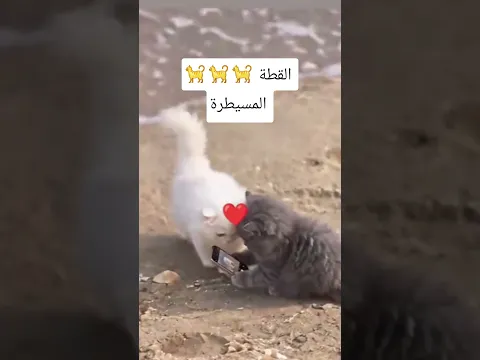 #السعودية #ليبيا #الجزائر #المغرب #السودان #مصر #لبنان #قطر #الأردن #العراق #البحرين #سوريا # قطط
